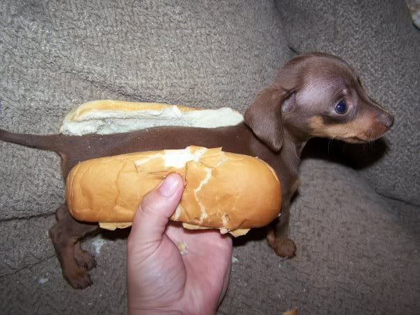 http://img.photobucket.com/albums/v472/brendansi/AHotDog.jpg