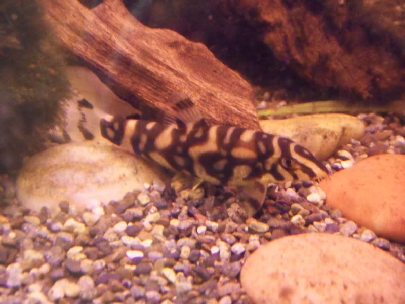 Burmese Loach