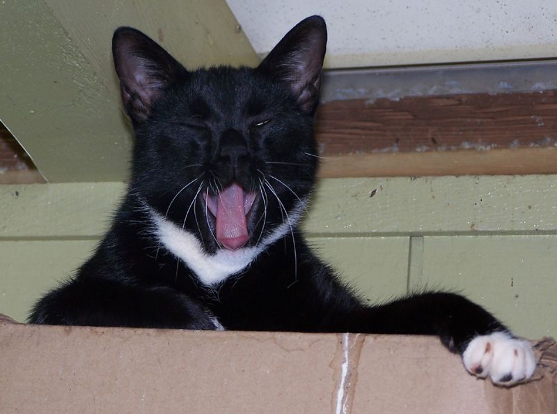 cats on books literally cats books life is good librarything kitten while still a kitten would climb to the top of my back porch s bookcase to spend a few hours there here he is up there but there are no books