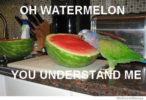 oh-watermelon-you-understand-me_zps472aa