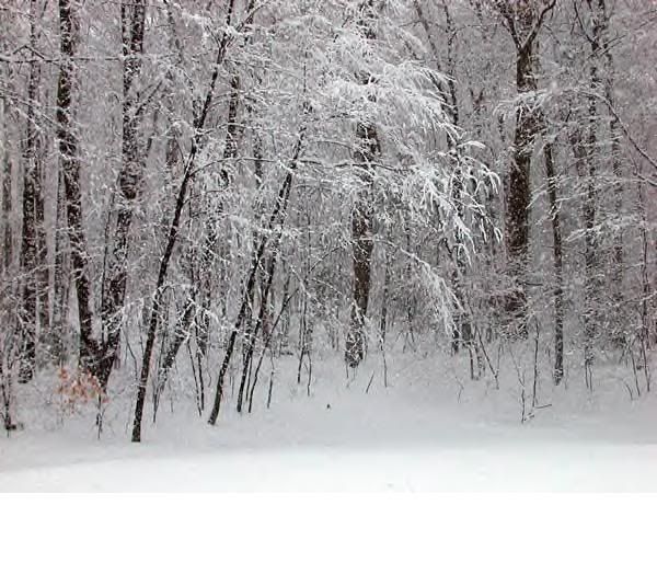 snowforest.jpg