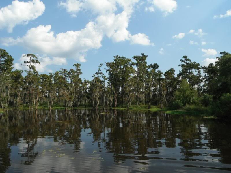 intact cypress swamp photo DSCF8318_zpsb50e4082.jpg