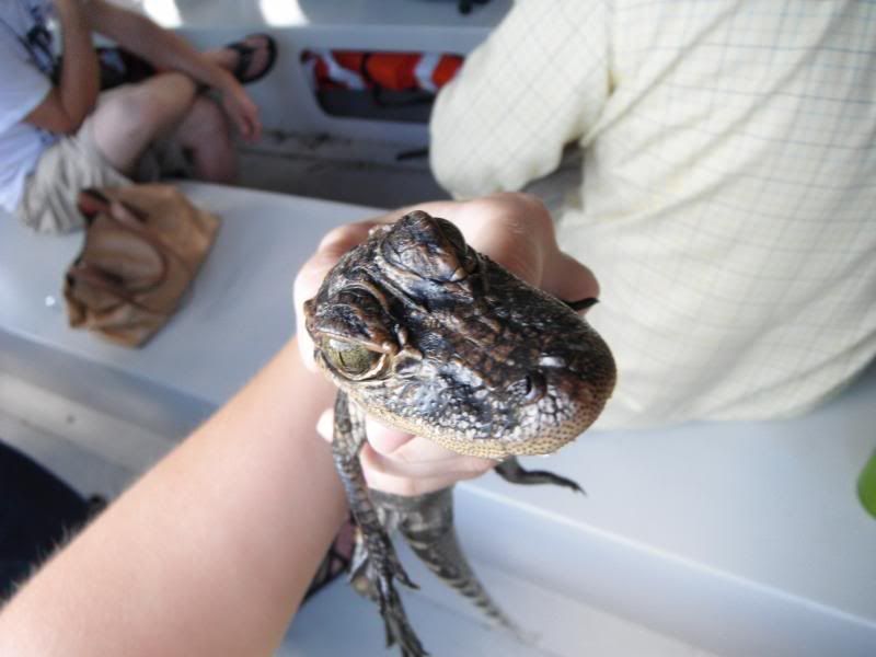 baby gator! photo DSCF8322_zpsa21ae20f.jpg