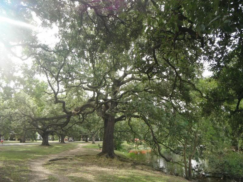 live oaks in Audubon Park photo DSCF8341_zps4ea105c8.jpg