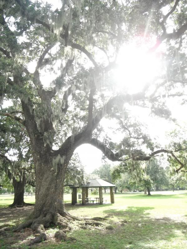 live oak in Audubon Park photo DSCF8344_zps41861b0d.jpg