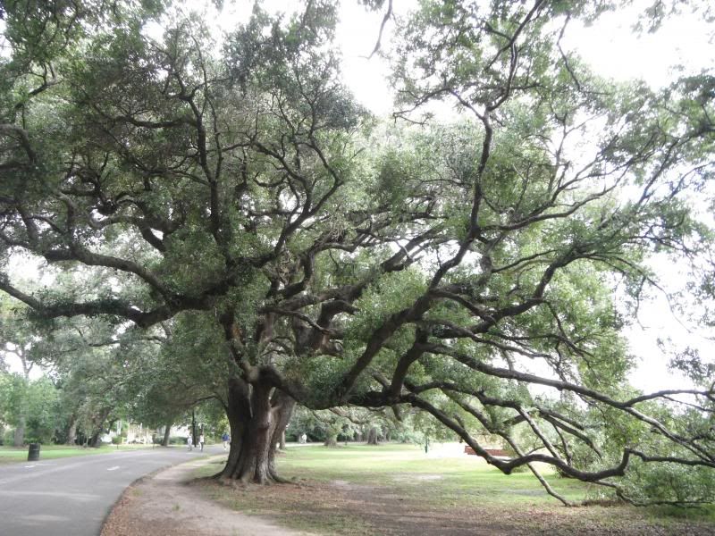 live oak in Audubon Park photo DSCF8345_zpscc5ab302.jpg