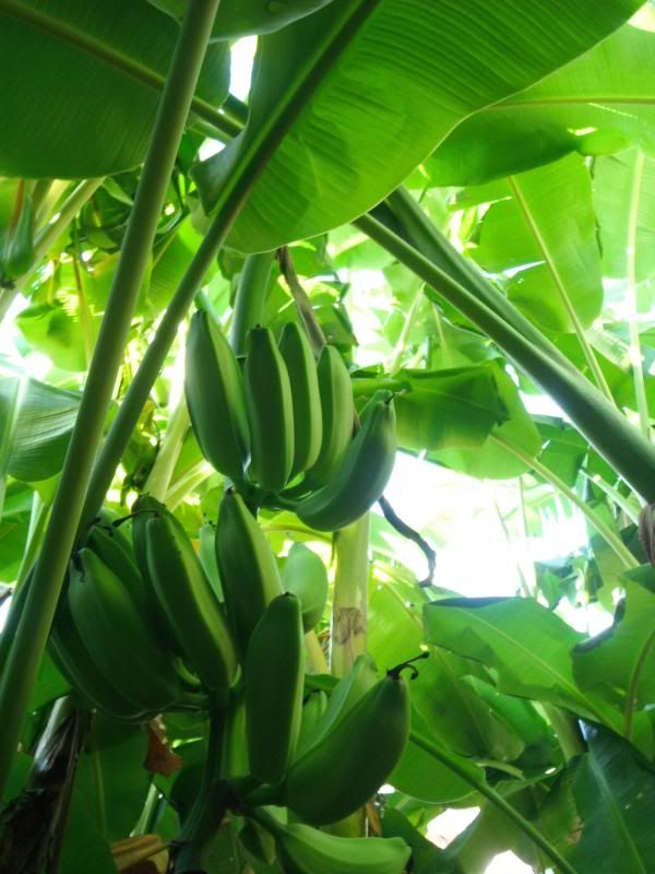 banana trees in my neighborhood photo DSCF8370_zps107b2cd3.jpg