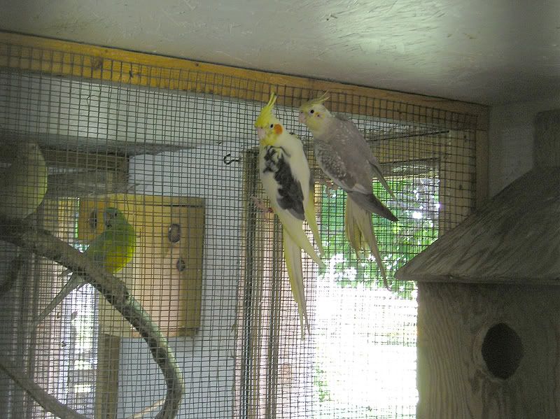 cockatiels