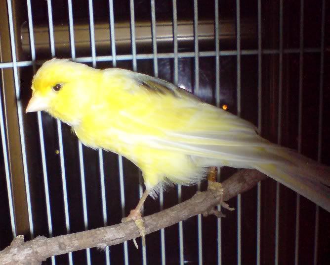 canary scaly feet