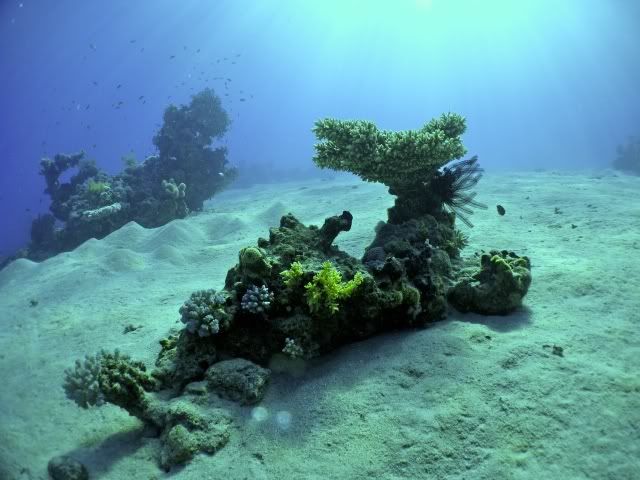 Reef Tank Aquascaping