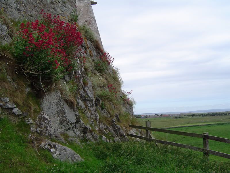 Lindisfarne castle wall Pictures, Images and Photos