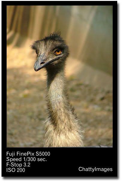 emu.jpg