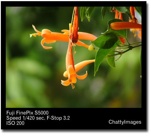 flower1.jpg