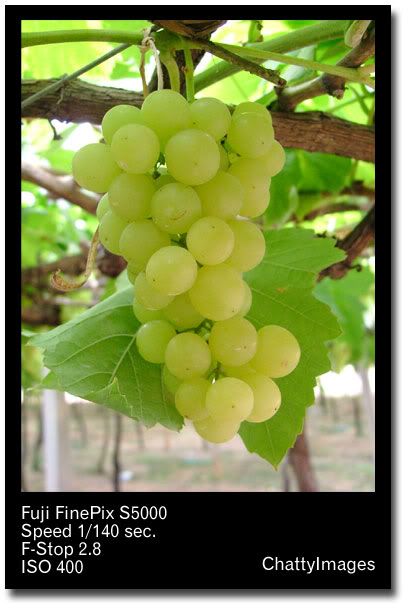 grape.jpg