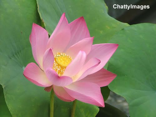 east_indian_lotus.jpg
