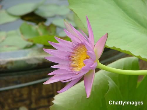 lady-water-lily.jpg