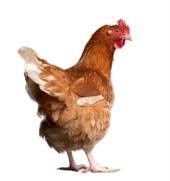 Chicken_with_no_background.jpg