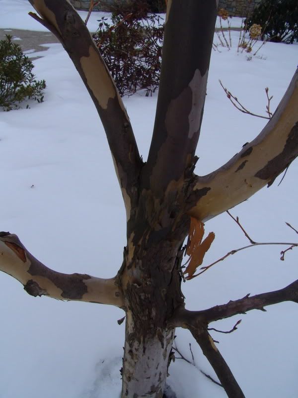 Dogwood+tree+bark+peeling