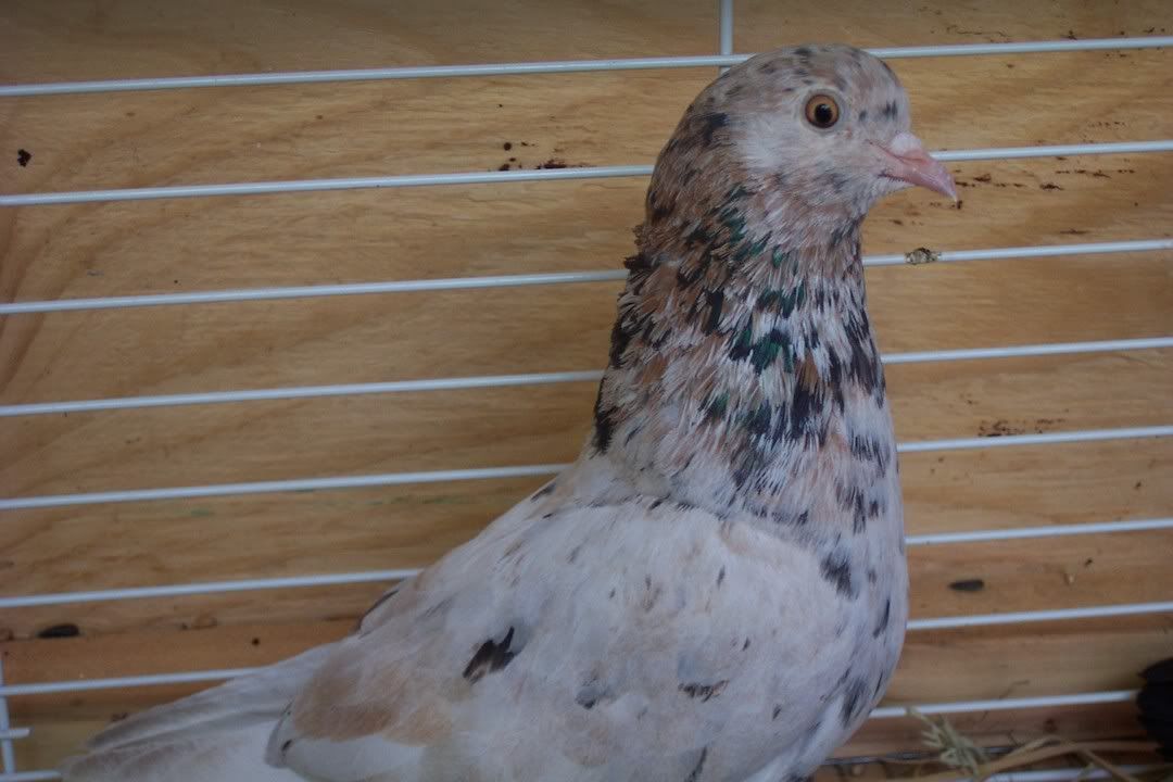 New pigeons, what colors? PigeonTalk