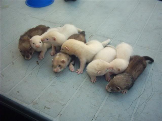 babyferrets001Small-1.jpg