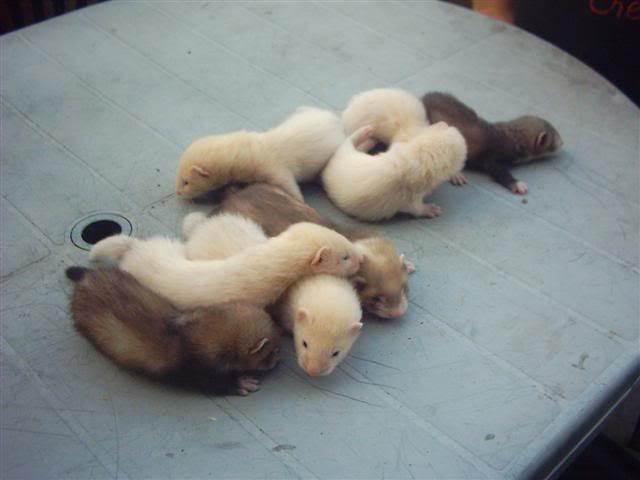 babyferrets002Small-1.jpg