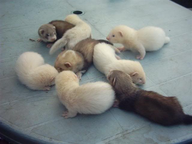 babyferrets004Small-1.jpg