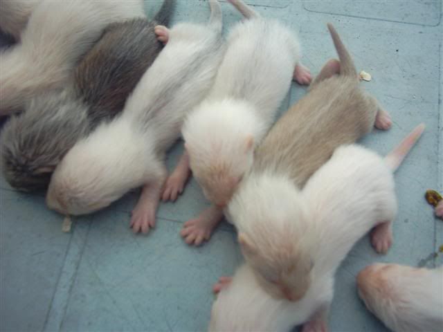 babyferrets008Small.jpg