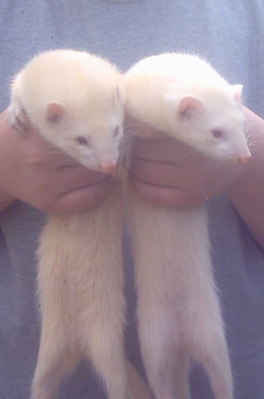 ferrets1004.jpg