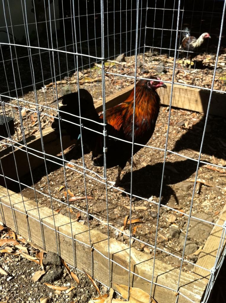 History Of Brown Red Gamefowl