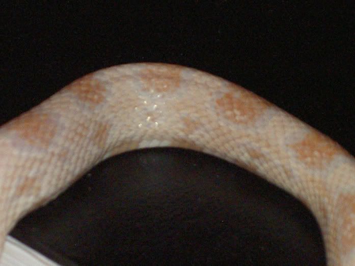 PICT4726.jpg
