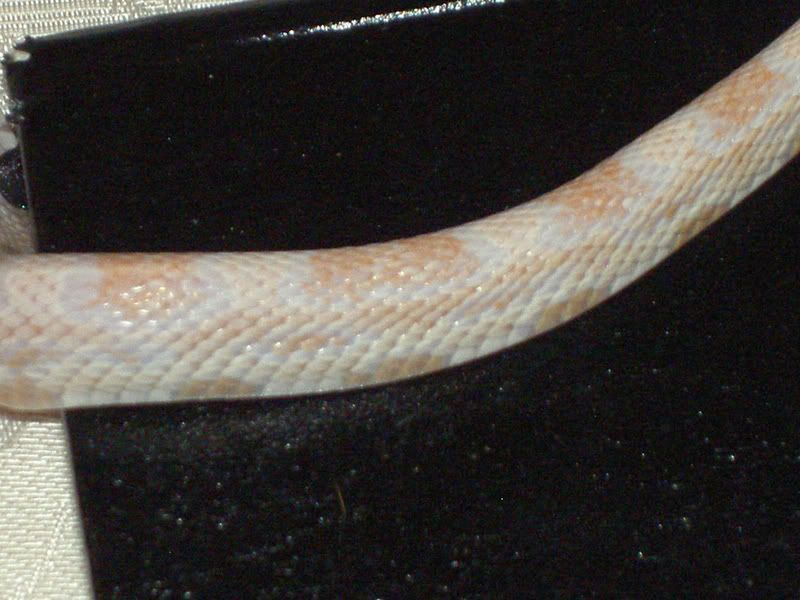 PICT4738.jpg