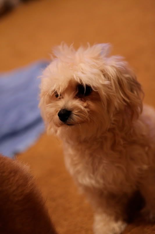 IMAGE: http://img.photobucket.com/albums/v476/fluxmr2spyder/my%20puppies/IMG_1468.jpg