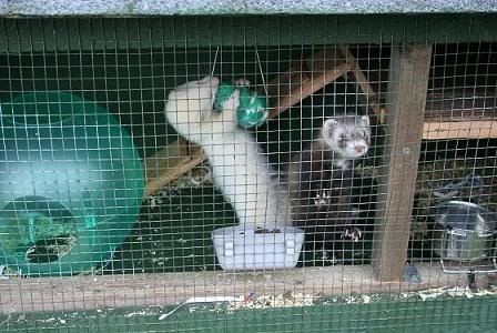 ferrets-1.jpg