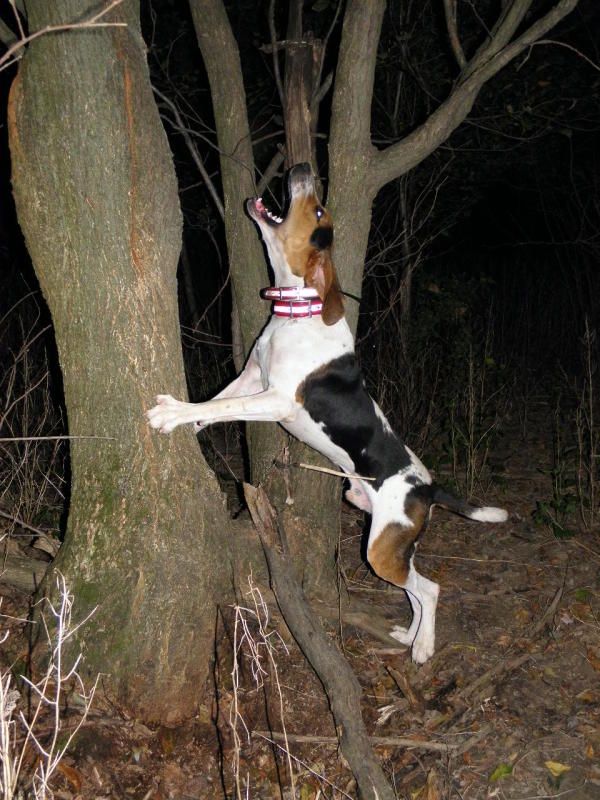 Lone pine beagles