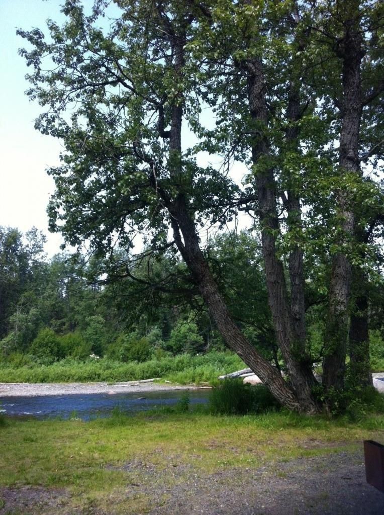 photo AnchorRivertrees8_zpsc7e8df1c.jpg