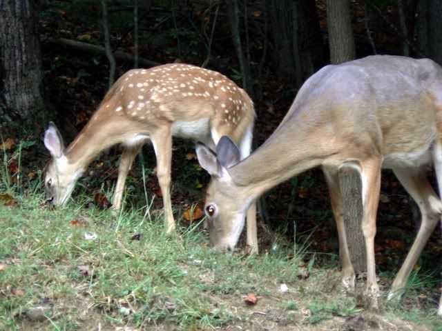 DeerCains145res.jpg