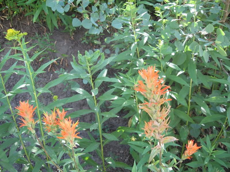 red flowers