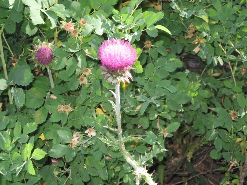 thistle