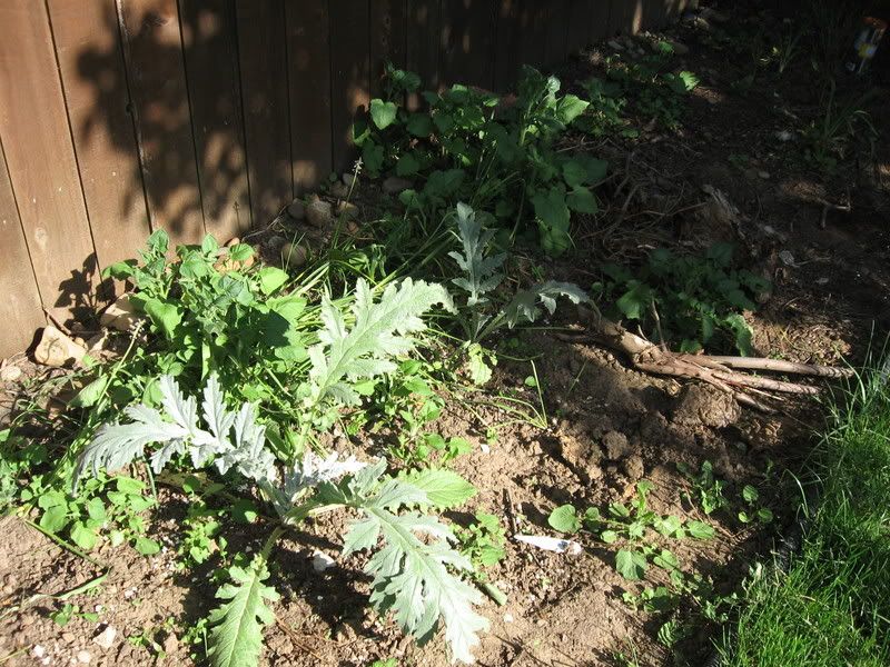 artichokes!