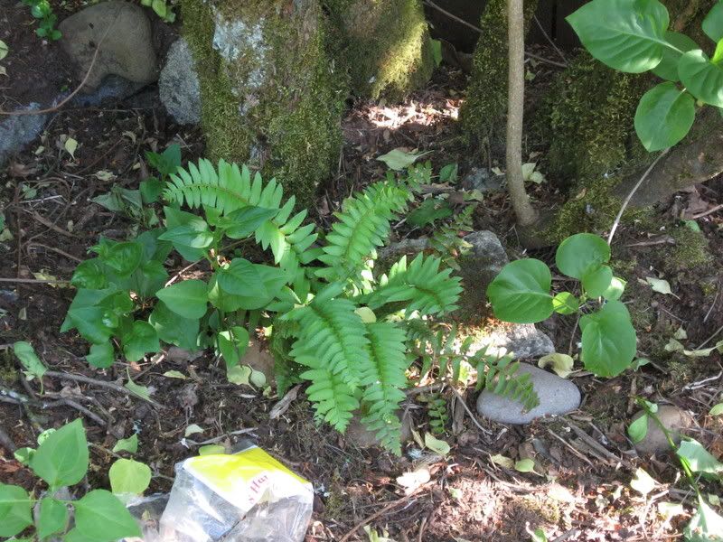 deer fern