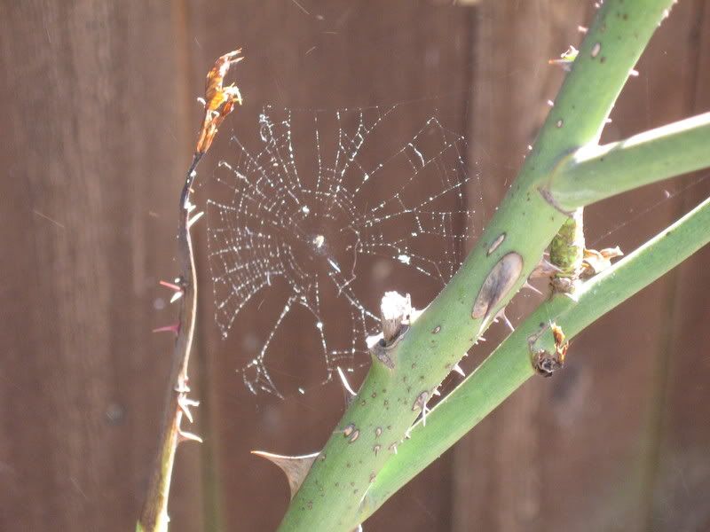 tiny spider web in the roses