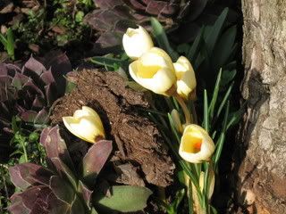 tiny yellow flowers from bulbs