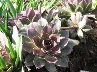 hens and chicks