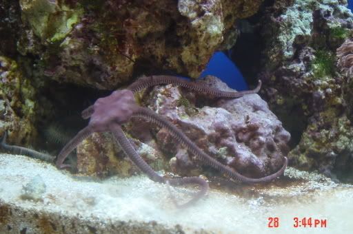 http://img.photobucket.com/albums/v478/romainlin/reeftank/RedSerpentStarfish.jpg