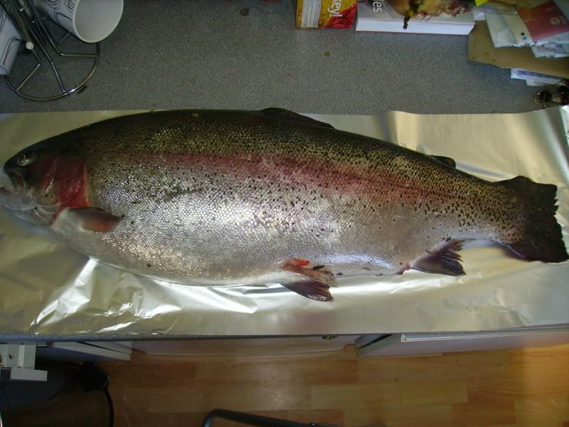 fish002.jpg