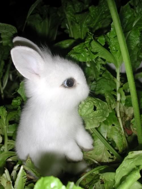 Tiny Bunny