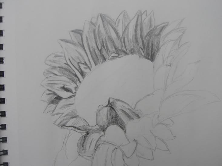 sunflower1.jpg