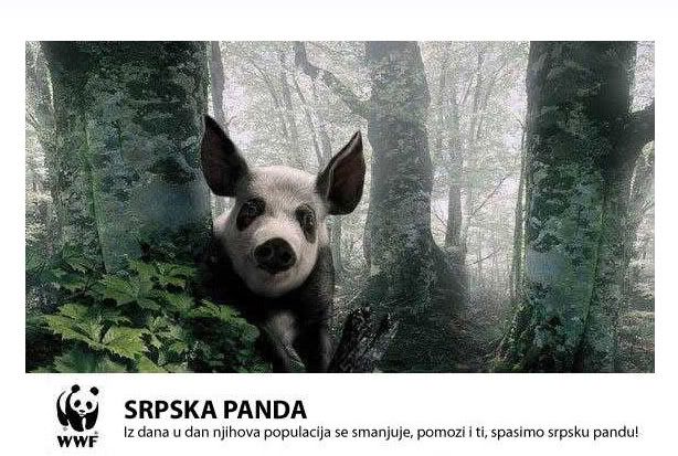 srpskapanda.jpg
