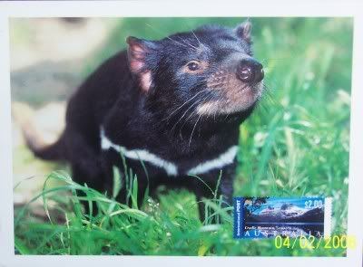 Tasmanian Devil!