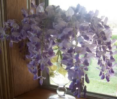 Sweet-smelling Wisteria Blossoms